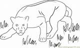 Panther Coloring Pages Printable Panthers Coloringpages101 Color Kids Print Animals Online Mammals sketch template