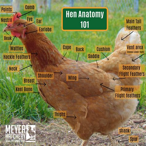 healthy hen anatomy meyer hatchery blog