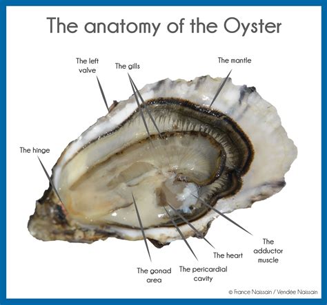 anatomie de lhuitre infographie en oysters oyster recipes crayfish