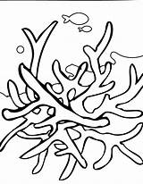 Coral Reef Coloring Pages Drawing Color Seaweed Kids Underwater Reefs Barrier Line Print Animals Great Draw Printable Template Sheets Plants sketch template