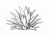 Agave sketch template
