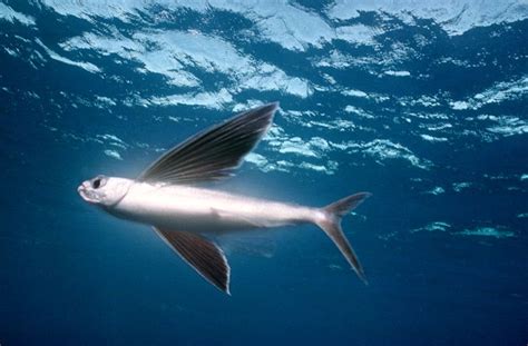 nama ikan laut  bisa terbang lengkap  jenis jenis