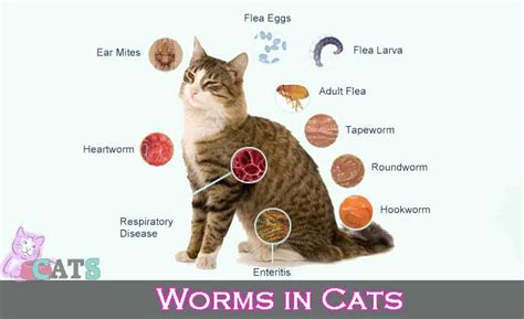 Types Of Worms In Cats Symptoms And Helminth Treatments Catsfud
