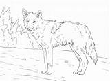 Coyote Printable Jackal Getdrawings sketch template
