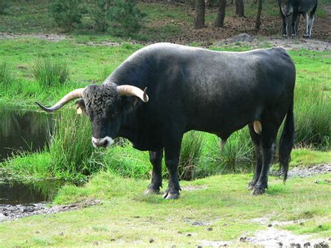 aurochs animal