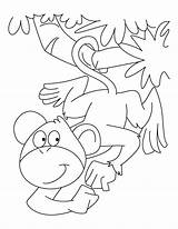 Monkey Coloring Pages Spider Monkeys Howler Barrel Cartoon Clipart Cute Story Template Library Getcolorings Popular Line sketch template