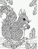 Squirrel Kleurplaten Adults Mooie Zentangle Tiere Coloringbay Boyama Hayvan Herbst Rodent Mycoloring Op Eckersleys sketch template