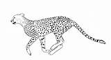 Cheetah Draw Drawing Coloring Pages Printable Kids Cub Easy Running Drawings Face Baby Line Print Clipart Outline Cartoon Leopard Realistic sketch template