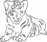Tiger Amur Coloring 645px 68kb sketch template