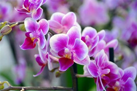 Singapore Names Orchid After Uae Sheikha Popsugar Middle