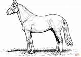 Horse Coloring Pages Draft Horses Printable Realistic Stallion Color Template Getdrawings Outline Main sketch template