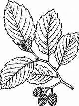 Leaf Beech Coloring Alder Clipground sketch template