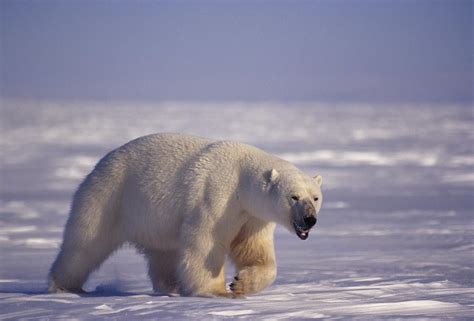 a massive male polar bear walks photograph by paul nicklen