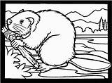 Beaver Coloring Pages Beavers Clipart Colouring Dam Printable Canadian Building Animals Kids Branch Wildlife Animal Color Drawing Cliparts Wood Print sketch template