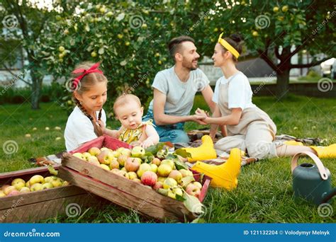 happy young family  picking apples   garden outdoors stock photo image  boots
