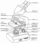 Microscope Drawing Compound Light Parts Biology Getdrawings sketch template