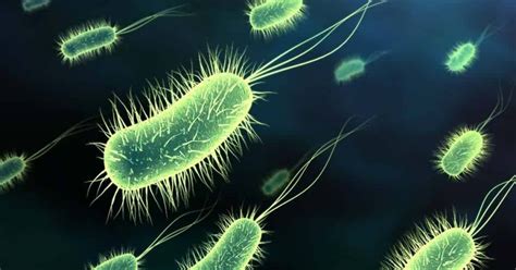 tiere wissen bakterien wanderung
