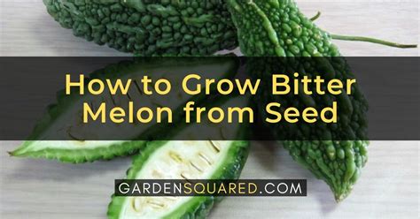 grow bitter melon  seed bitter gourd gardensquared