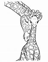 Giraffe Coloring Pages Kids Fun Print sketch template