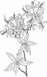 Coloring Pages Wildflower Azalea sketch template