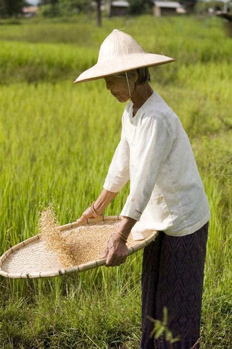 rice harvest stock photo image  asia field women