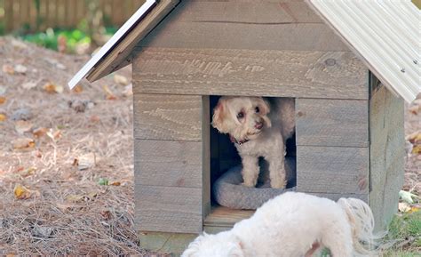 dogs  dog houses