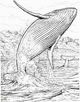 Whale Humpback Baleine Whales Blauwal Ballena Apologia Colouring Coloriages Sperm Bosse Colorare Marins Ausmalbilder Saltando Malvorlage Disegni Springt Wasser Ballenas sketch template