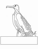 Frigatebird Magnificent Coloring sketch template
