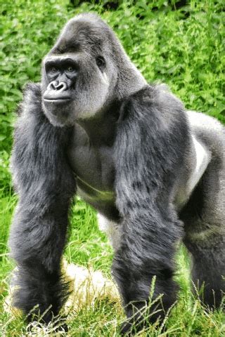 gorilla gif gif  ivan aviles