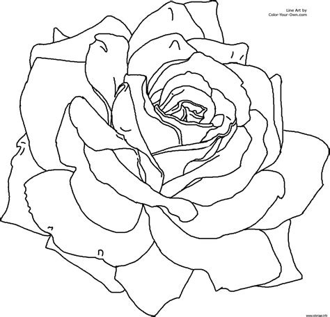 coloriage roses   imprimer en  coloriage rose coloriage