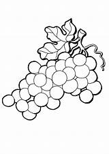 Coloring Grapes Grape Vineyard sketch template