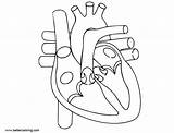 Heart Human Anatomy Coloring Pages Printable Kids Adults Color Print sketch template