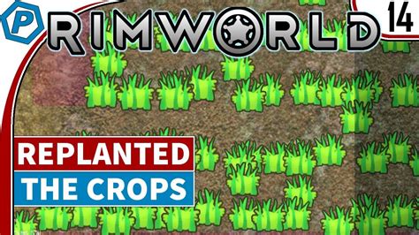 rimworld beta  replanted  crops lets play rimworld  youtube