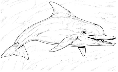 gambar ocean dolphin animal coloring pages  printable dolphins