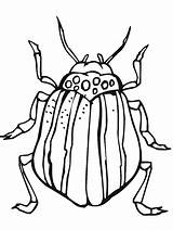 Bugs Colouring Primarygames sketch template
