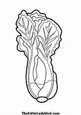 Lettuce Leaf Drawing Coloring Getdrawings Paintingvalley sketch template
