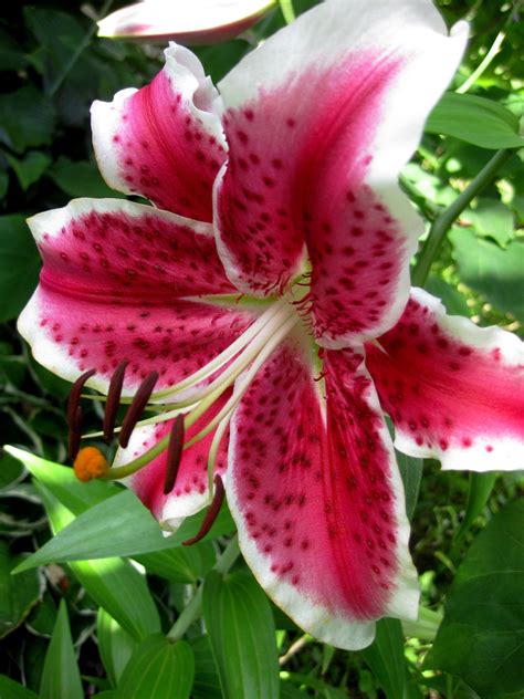 stargazer lilies   favorite  garden pinterest flowers