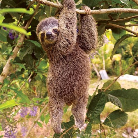 cute  crazy facts  sloths animal encyclopedia