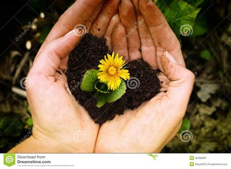 yellow flower in hands stock image image 30485961