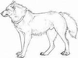 Wolf Coloring Pages Dire Google Colors Search sketch template