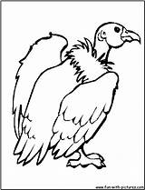 Vulture Buzzard Desene Colorat Pasari Salbatice sketch template