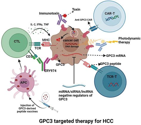 frontiers glypican     promising target   treatment  hepatocellular carcinoma