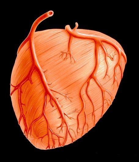 anatomia inimii