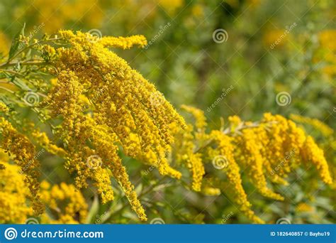 yellow goldenrod flowers stock image image  blossom