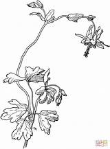 Aquilegia Columbine Coloring Drawing Truncata Red Flower Pages Printable Getdrawings sketch template