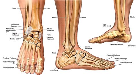 ankle anatomy sprain clinical anatomy fracture radiology  ray