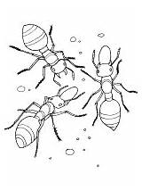 Ant Coloring Allegheny Pages Ants Mound sketch template