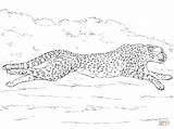 Cheetah Coloring Pages Adults Getdrawings sketch template