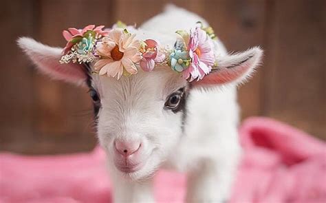 17 pygmy goats that will melt your heart weed em and reap