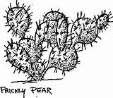 Pear Prickly Cactus Drawing Clipart Openclipart Drawn Tree Getdrawings Clip Paintingvalley Webstockreview sketch template
